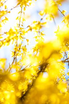 Nature in spring, wedding invitation and floral composition concept - Beautiful yellow flowers and blue sky as background