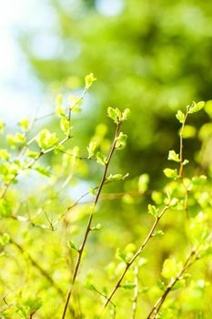 Natural environment, botanical textures and bioenergy concept - Green leaves in springtime, nature background