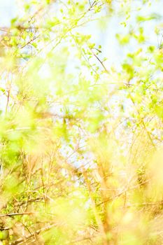 Natural environment, botanical textures and bioenergy concept - Green leaves in springtime, nature background