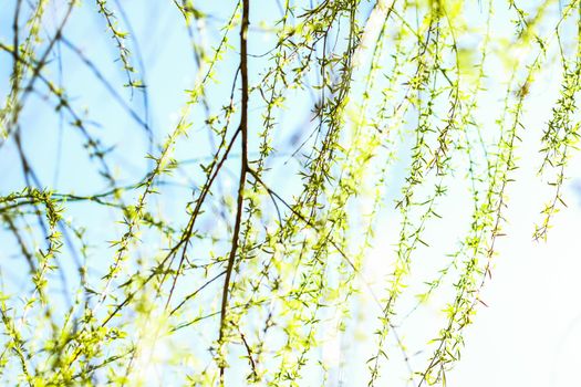 Natural environment, botanical textures and bioenergy concept - Green leaves in springtime, nature background