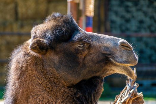 ZOO Hodonin, Czech Repubic, South Moravia, head of a domestic camel, with a bent lip