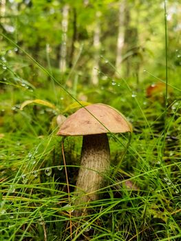 Porcini Cep White Mushroom King Boletus Pinophilus. Fungal Mycelium in moss in a forest.