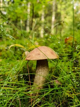 Porcini Cep White Mushroom King Boletus Pinophilus. Fungal Mycelium in moss in a forest.