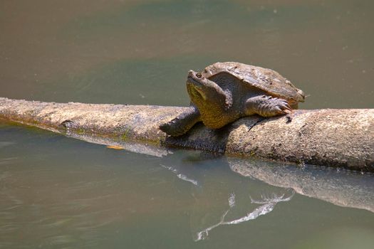 Snapping turtle sunning on a partially submerged log;