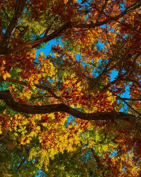Looking upwards through colorful fall foliage.