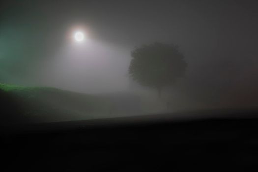 Tree and light in pre-dawn fog.