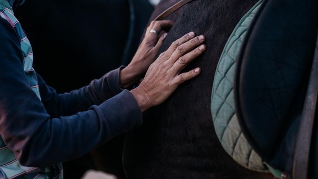 Working hands of an elderly person on body of black horse. Closeup of woman stroking her steed with love