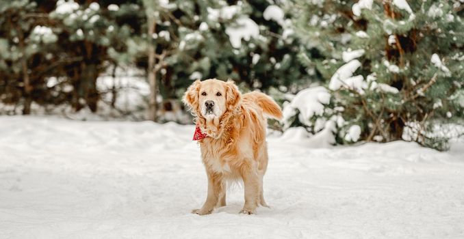 Golden retriever dog in winter time standing in snow and looking at camera. Cute purebred doggy pet in cold weather outside