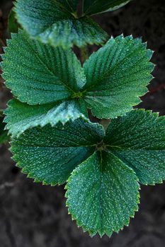 green strawberry leaves with dew drops and frost. deep Green leaves of garden strawberry for background Wild strawberry leaves berry bush Green foliage texture. High quality photo