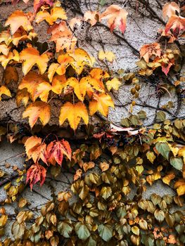 Fall season, weather and environment concept - Autumn leaves and trees, nature background