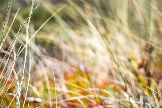 Beauty in nature, balanced lifestyle, environmental concept - Rustic spring field