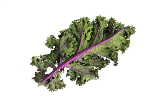 green leafy kale vegetable isolated on white studio background