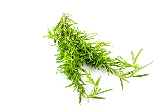 Rosemary isolated. Rosemary on white background.