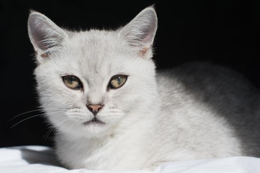 Cute tabby Scottish short hair silver kitten, Dreaming kittens sits on a bed, Pets sleep at cozy home. Funny adorable pets cats. Postcard concept. High quality photo