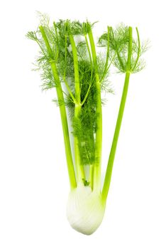 Isolated Stalk Celery. Fresh Stalk Celery on white background.