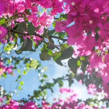 Pink flowers and blue sunny sky - floral background, spring holidays and womens day concept. Living life in bloom