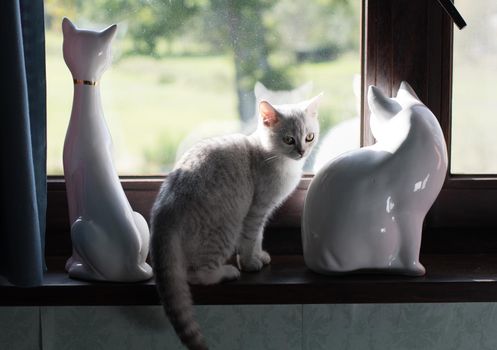 a small Scottish kitten light gray Tabby spotted sits on a windowsill between two figures of porcelain cats. High quality photo