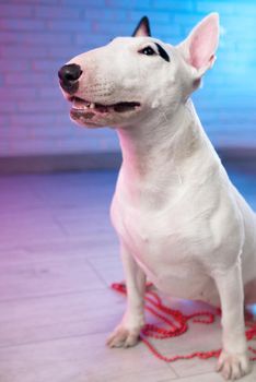 the white bull terrier on a brick wall background in neon pink and blue