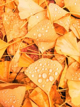 Fall season, weather and environment concept - Autumn leaves and trees, nature background