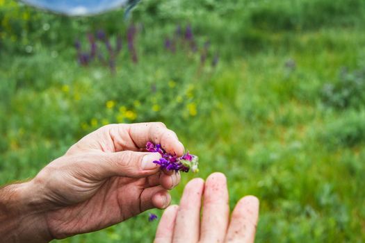 Collection of medicinal herbs. The herbalist collects sage. Herbal treatment. natural medicine. Herbal collection. Agronomist checks the quality of the crop.