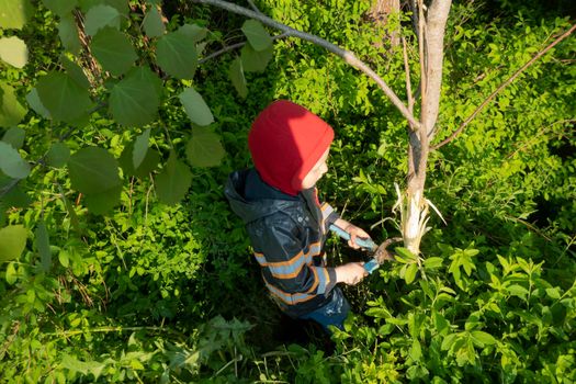 gardening: the boy removes the bark from the aspen tree, for further drying of the root. Technology of weed control.