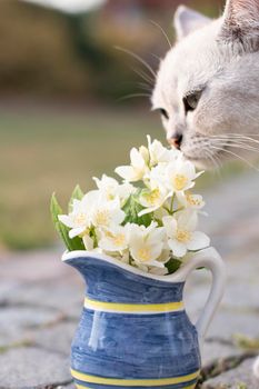a small kitten of the Scottish breed sniffs Jasmine in a vase of yellow-blue color, depth of field background in blur. High quality photo