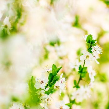 Floral beauty, dream garden and natural scenery concept - Cherry tree blossom in spring, white flowers as nature background