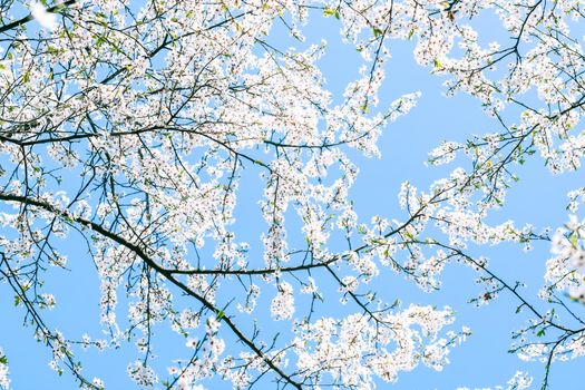 Floral beauty, dream garden and natural scenery concept - Cherry tree blossom and blue sky, white flowers as nature background