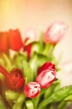 Bouquet of tulips in bloom - mothers day, springtime and international womens day concept. Brighten up your home with flowers