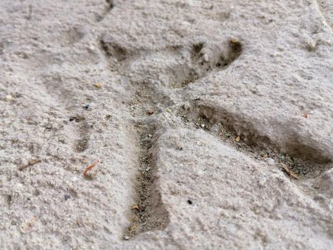 a prehistoric trace of an animal in a stone. High quality photo