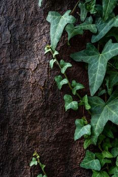 Detailed texture of old brown oak bark with green leaves of climbing era plant. Close-up with shallow depth of field.