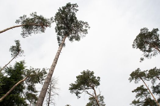 Natural texture of pines and sky. natural background of the tops of the christmas tree close-up. forest, bottom view, concept of eco, silence, tranquility. High quality photo