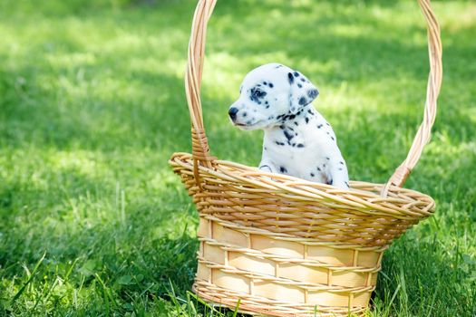 beautiful dalmatian puppy outdoors in summer, sleeping in straw basket outside in the park