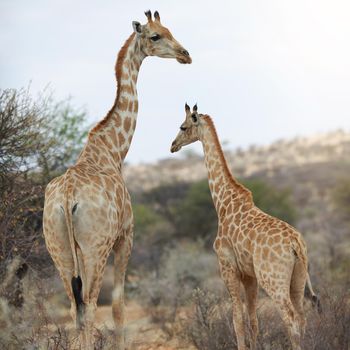 Where the wild things are. two giraffes standing in their natural habitat