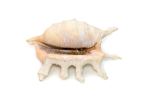 Image of lambis scorpius sea shell, common name the scorpion conch or scorpion spider conch, is a species of large sea snail, a marine gastropod mollusk in the family Strombidae, the true conchs on a white background. Undersea Animals.