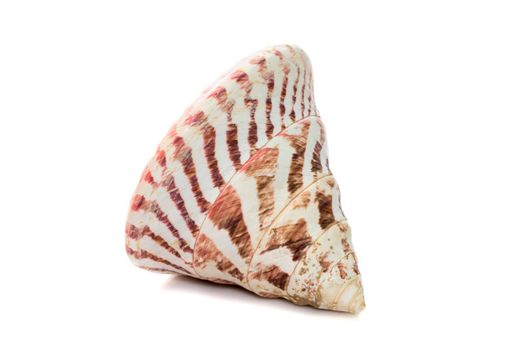 Image of Rochia nilotica, common name the commercial top shell, is a species of sea snail, a marine gastropod mollusk in the family Tegulidae isolated on white background. Undersea Animals. Sea Shells.