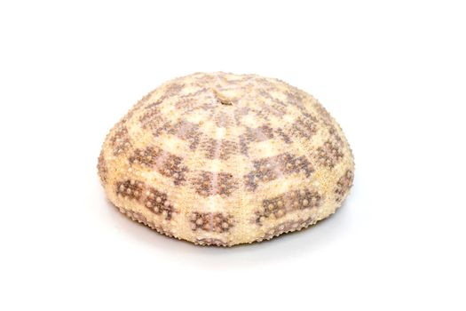 Image of Sea Urchin Shell on a white background. Sea shells. Undersea Animals.