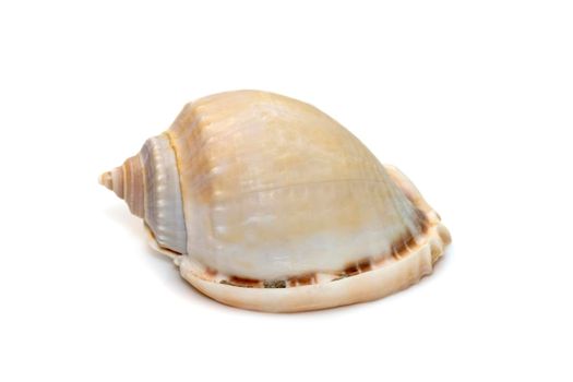 Image of phalium glaucum shell, common name the grey bonnet or glaucus bonnet, is a species of large sea snail, a marine gastropod mollusk in the family Cassidae, the helmet snails and bonnet snails isolated on white background. Undersea Animals. Sea Shells.