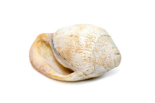 Image of very old white phalium granulatum sea shell isolated on white background. Undersea Animals. Sea Shells.