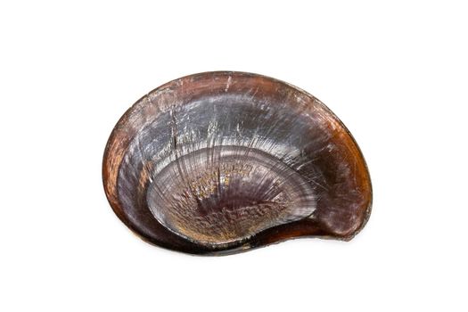 Image of black flat sea shell isolated on white background. Undersea Animals. Sea Shells