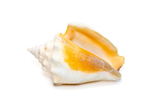 Image of strombus alatus sea shell, the Florida fighting conch, is a species of medium-sized, warm-water sea snail, a marine gastropod mollusk in the family Strombidae, the true conchs isolated on white background. Undersea Animals. Sea Shells.