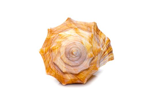 Image of Trapezium Horse Conch / Striped Fox Conch seashell (Pleuroploca trapezium) isolated on white background. Undersea Animals. Sea Shells.