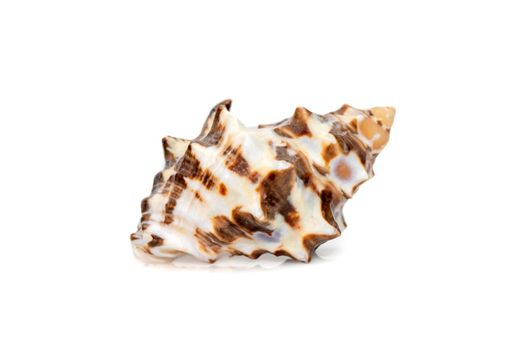 Image of reishia bitubercularis sea shells, common names bituberculate rock shell, bituberculate rock snail, chestnut rock shell isolated on white background. Sea snail. Undersea Animals. Sea Shells.