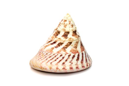 Image of Rochia nilotica, common name the commercial top shell, is a species of sea snail, a marine gastropod mollusk in the family Tegulidae isolated on white background. Undersea Animals. Sea Shells.