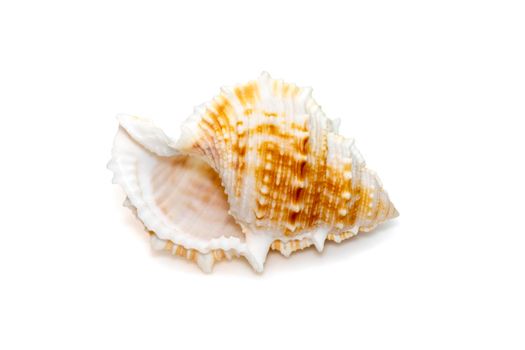 Image of bufonaria rana sea shell is a species of sea snail, a marine gastropod mollusk in the family Bursidae, the frog shells isolated on white background. Undersea Animals. Sea Shells.