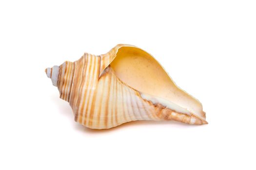 Image of hemifusus sea shells a genus of marine gastropod mollusks in the family Melongenidae isolated on white background. Undersea Animals. Sea Shells.