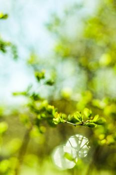 Natural environment, botanical textures and bioenergy concept - Green leaves in springtime, nature background