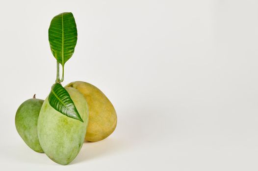 Three Chausa mangoes on a white background