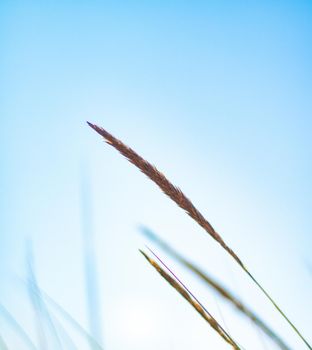 Beauty in nature, balanced lifestyle, environmental concept - Rustic spring field