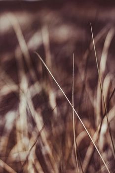 Beauty in nature, balanced lifestyle, environmental concept - Rustic summer field